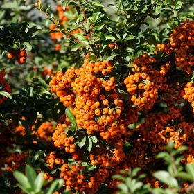 Pyracantha 'Orange Glow' 3 Litre